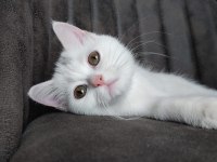Yavru British Shorthair Kuyruksuz Aşıları Tam