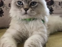 Scottish long hair british shorthair çift sahiplendiriyorum