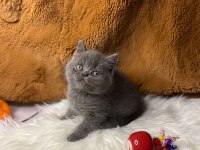 British Shorthair yavru kediler