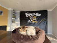 ORJİNAL IRK YAVRU KEDİLER RENK RENK  ANKARA