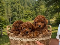 Irk garantili poodle bebekler