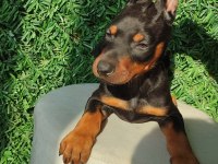 King Doberman Yavruları