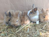 Fluffy dwarfs özel pofuduk cüce tavşanlarımız