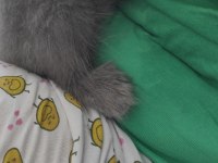 Saf British Longhair