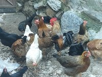 Kuluçkalık döllü yumurta