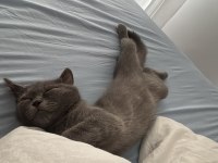 Hayatınıza Neşe Katacak British Shorthair Yavru