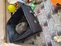 2 yaşında scottish fold