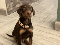 Safkan A Kalite Biblo Gibi Doberman