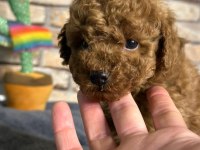 En küçük boy toy poodle yavrularım