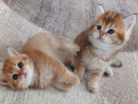 Safkan british shorthair açıklamayı okuyun lütfen