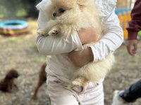 Anne altından pomeranian boo
