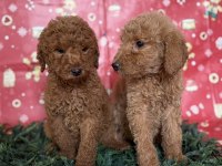 SAFKAN DEV (GIANT) POODLE YAVRULARI