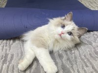 Safkan ragdoll dişi kedime bicolor ragdoll eş arıyorum