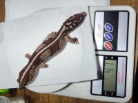 African fat tailed gecko