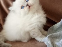 ORİJİNAL CHİNCHİLLA ARAYANLARA