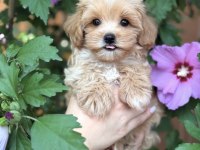 Safkan Maltipoo Bebeklerim