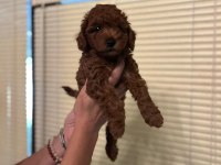 Oyuncu Toy Poodle yavrularımız