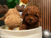 Wc Eğitimli Ruhsatlı Evimizden Toy Poodle