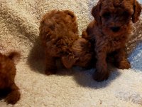 Boy ve kg ram garantili aşılı pasaportlu toy poodle 