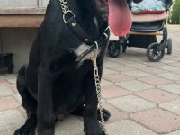BLUE VE SİYAH CANE CORSO ERKEK YAVRULAR