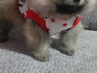 Pomeranian boo tatlı köpüşler