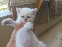 2 DİŞİ 2 ERKEK BRİTİSH SHORTHAİR POİNT