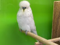 Uygun Fiyata Jumbo Muhabbet Kuşu Türleri