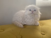Scottish fold longhair dişi