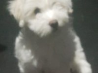 MALTESE TERRİER 3 AYLIK
