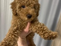 4 Aylık Dişi Toy Poodle