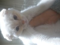 24 Eylül doğulu erkek scottish fold