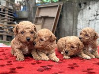Toy Poodle bebişler