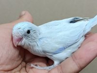 Pastel turkuaz erkek cep papağanı