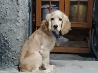 8 Aylık American Cocker