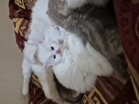 British shorthair longhair safkan yavrular