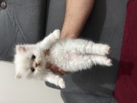 KAR TOPU İRAN KEDİLERİ