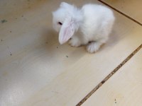 Hollanda Teddy Lop tavşan yavruları
