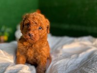 Poodle Yavru Köpekler