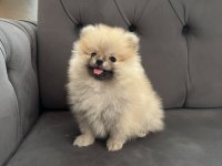 Pomeranian Toy Spitz Yavrular