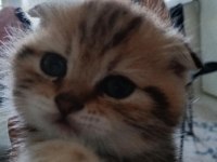 Güzel scottish fold yavrular