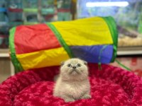 Erkek Ayıcık Surat Üst Kalite Bluepoint Bebek Scottish Fold