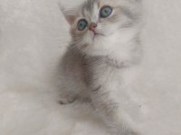 Minicik bebiş kediler