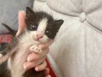 Annesiz dişi yavru kedi ücretsiz sahiplendiriyoruz