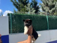 American dev akita aslanlar