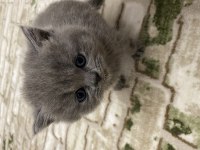 British shorthair ve longhair yavrularımıza yuva