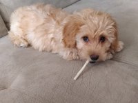 MALTIPOO DİŞİ YAVRU