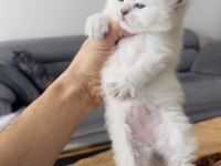 Efsane yavrular british longhair