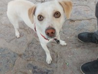 Jack russell 9 aylık neşeli çocuk dostu oyuncu