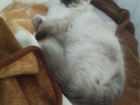 Scottish fold kedimiz
