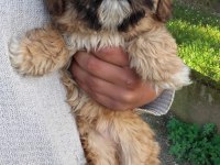4 aylık shih tzu yavrular
